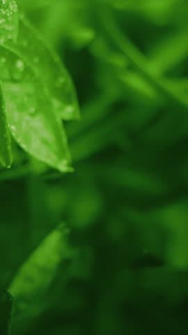 Slow motion macro vertical video of water droplet falling from fresh green leaf. Herb skin care medicine concept. Herbal essence dropping from leaf. Organic serum drop or green tea tree oil extract