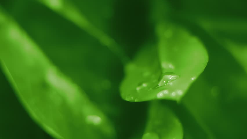 Slow motion macro shot of water droplet falling from fresh green leaf. Alternative herb skin care medicine concept. Herbal essence dropping from leaf. Organic serum drop or green tea tree oil extract
