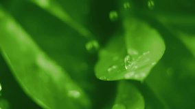 Slow motion macro shot of water droplet falling from fresh green leaf. Alternative herb skin care medicine concept. Herbal essence dropping from leaf. Organic serum drop or green tea tree oil extract - Powered by Shutterstock - Get 15% off with code: PIKWIZARD15