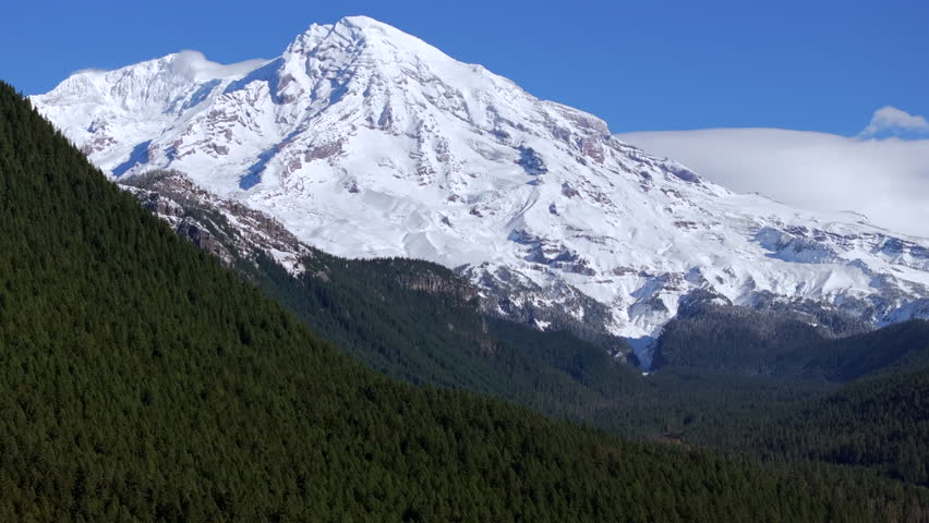 A majestic view of a towering snow-covered Mount Rainier against a clear blue sky, with dense green forests covering the hillsides below. 