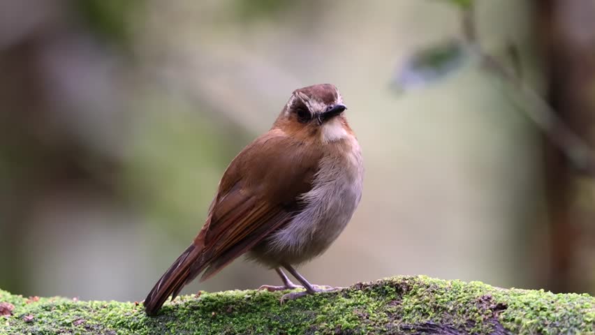 Eyebrowed jungle flycatcher displaying its vibrant plumage while perched on a branch