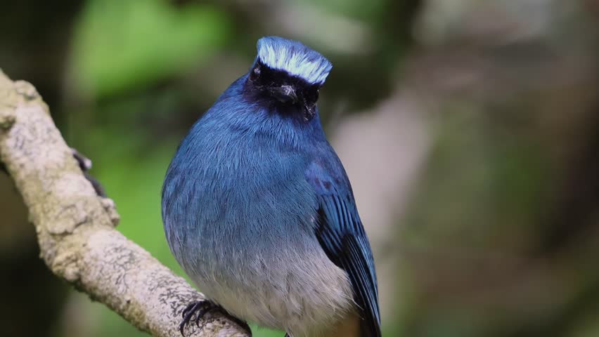 Indigo flycatcher bird resting on a mossy branch in a rainforest, displaying its colorful plumage