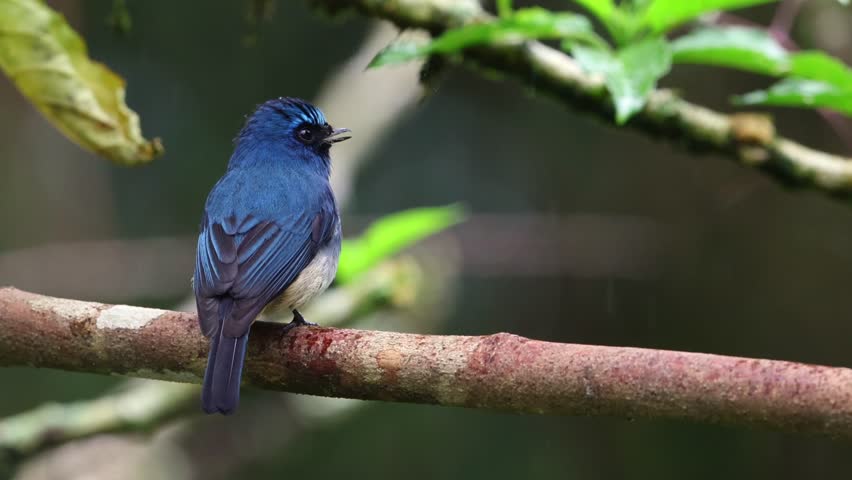 Indigo flycatcher bird resting on a mossy branch in a rainforest, displaying its colorful plumage