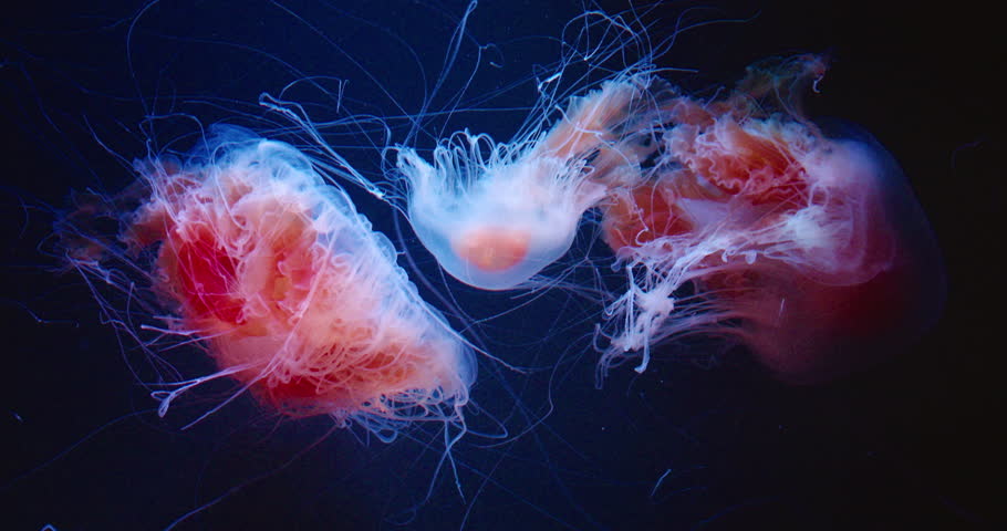 Red jellyfish with delicate tendrils against a dark background. Pacific Sea Nettle, Chrysaora fuscescens, translucent bell with a pinkish-orange hue and long, flowing tentacles.