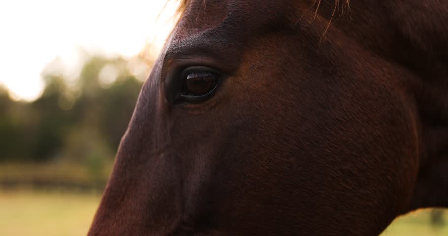 Close-up of Thoroughbred Horse Eyes with Cinematic Sun Flare