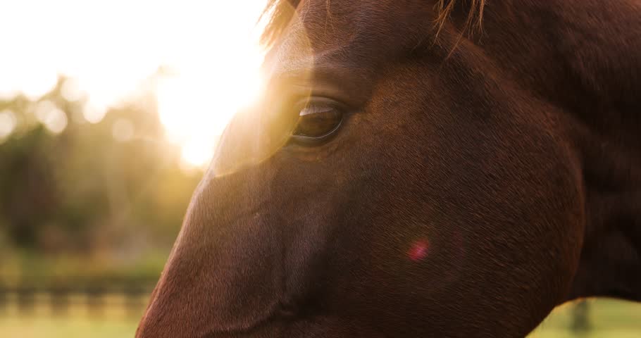 Close-up of Thoroughbred Horse Eyes with Cinematic Sun Flare