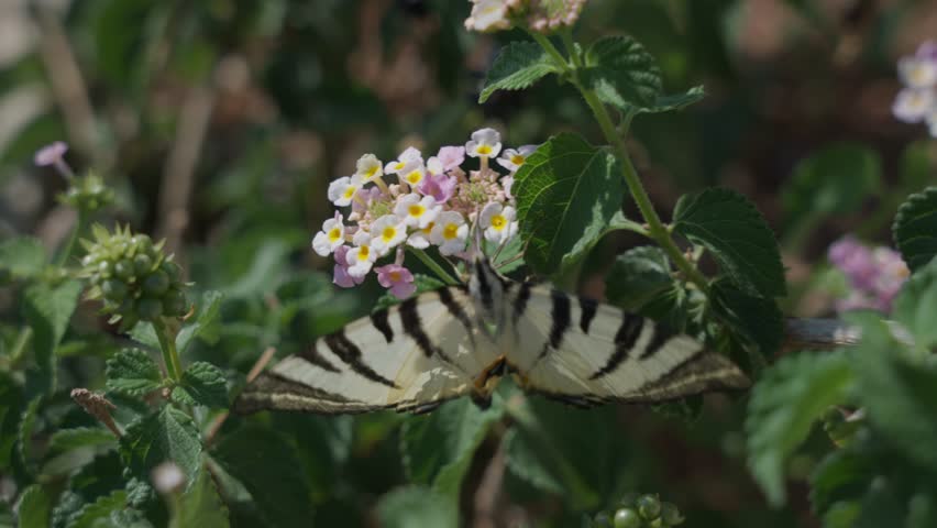 Perching Scarce Swallowtail Species Of Butterfly In Blooming Garden Flowers. Close-up Shot