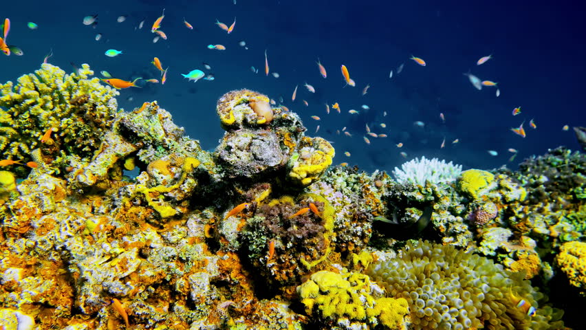 Different Species of Fish Gliding Through the Vibrant Coral Reef - Underwater Shot