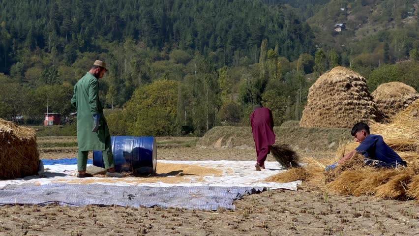 Farmer is working in paddy land in a village of Kupwara. Dry grass golden autumn.