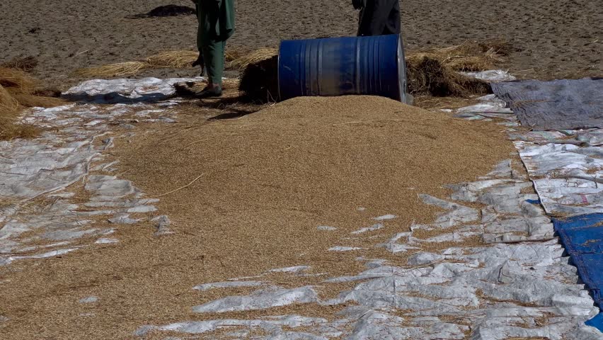 Farmer is working in paddy land in a village of Kupwara. Dry grass golden autumn.
