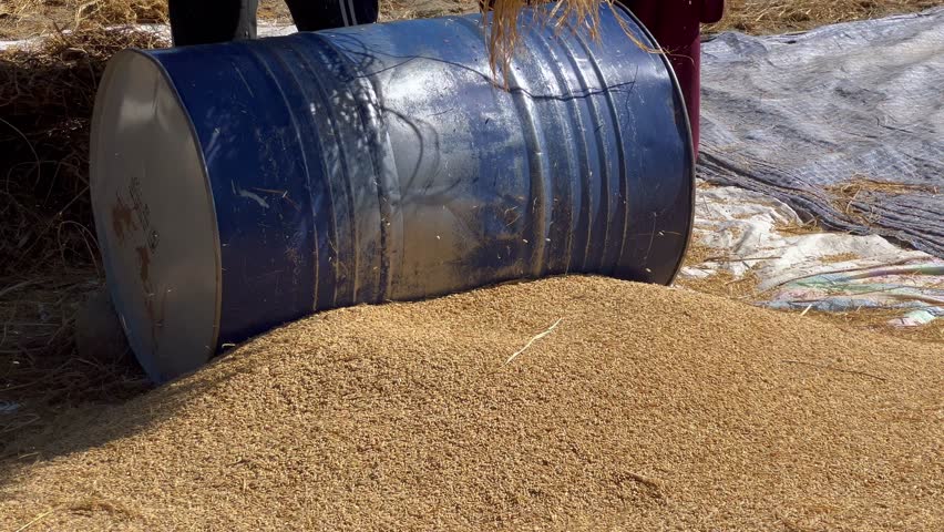Farmer is working in paddy land in a village of Kupwara. Dry grass golden autumn.