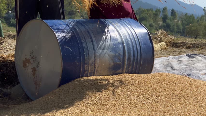 Farmer is working in paddy land in a village of Kupwara. Dry grass golden autumn.