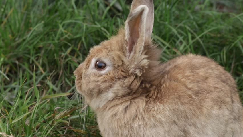 Fluffy Brown Rabbit Resting in Grass, cute pet sitting in meadow, furry bunny in nature