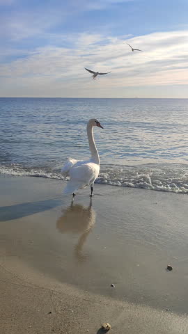 White swan standing on sand and seagulls flying around on sandy beach of sea coast on sunny morning. Large white bird with long neck near rolling sea waves on sea coast. Natural background. Vertical
