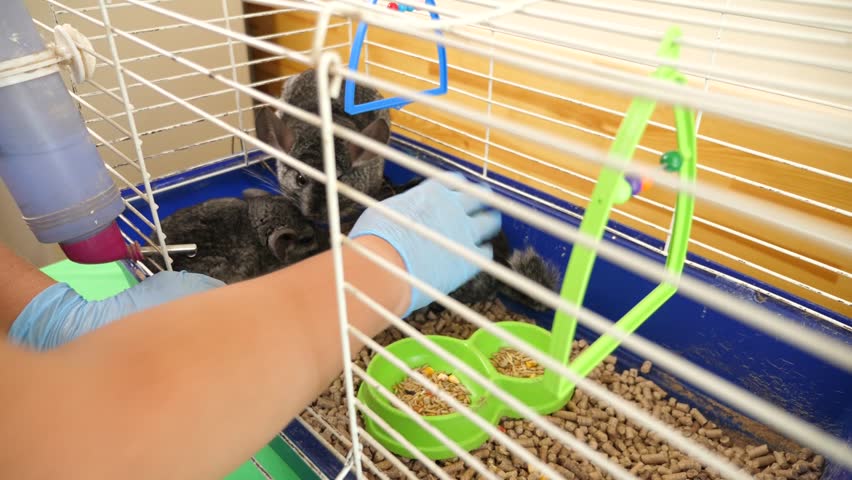 People care for and play with chinchillas.