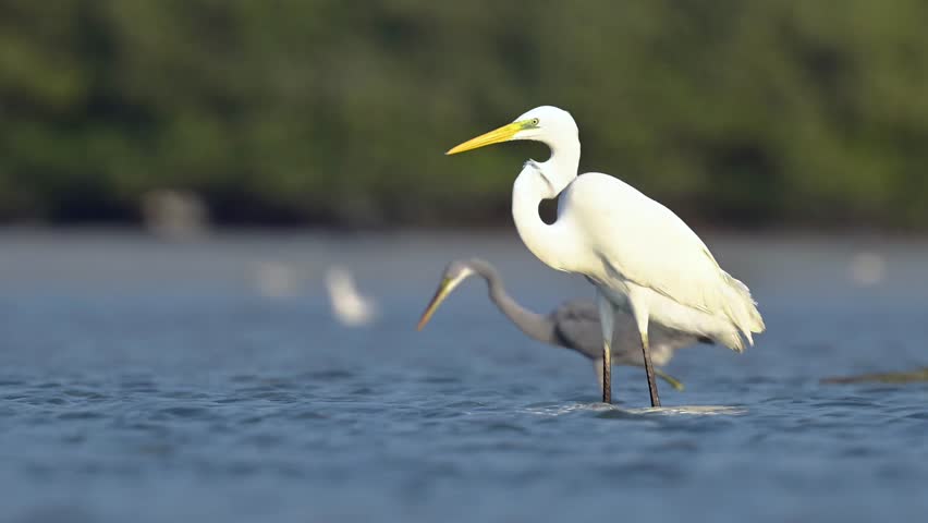 Close up of great egret (Ardea alba), also known as the common egret fishing in the shallow lagoon of the bird sanctuary
