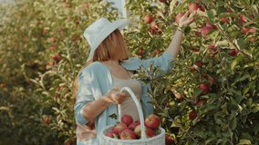 Mother and daughter pick red apples in the orchard, enjoying a warm autumn day and a shared outdoor activity - Powered by Shutterstock - Get 15% off with code: PIKWIZARD15