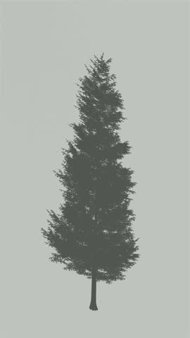 Christmas tree pine spruce leaf shadow in the wind blowing silhouette overlay on white wall background wall textures, video background for Product or showcase footage