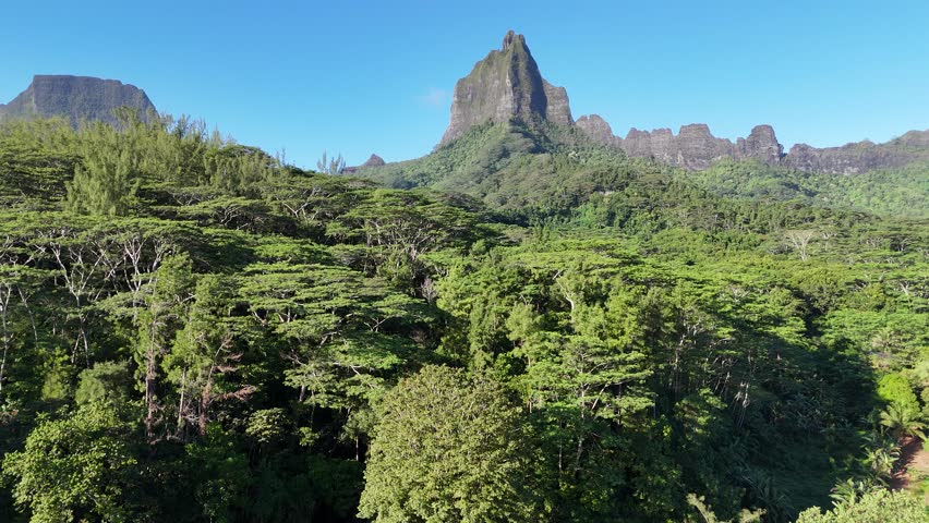 Fly into the Oponohu Valley in Moorea over flamboyant trees and jungle