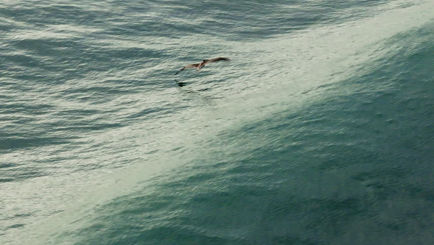 An aerial photograph captures a magnificent pelican soaring above the turquoise waters of Costa Rica, showcasing the beauty and diversity of its unique wildlife and lush ecosystem