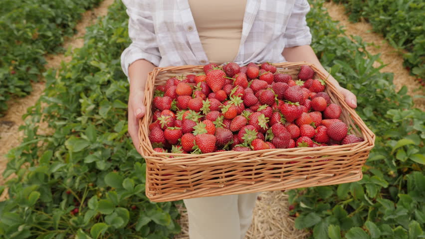 Close-up of a woman farmer holding a wicker box full of ripe strawberries harvested on a plantation in her hands