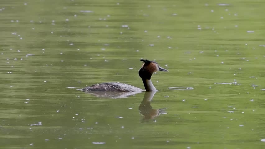 Great Crested Grebe Diving For Food