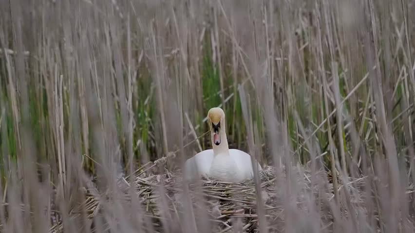 Mute Swan on a Nest