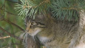Scottish Wildcat Resting in Fir Tree - Powered by Shutterstock - Get 15% off with code: PIKWIZARD15