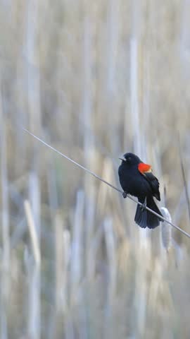Red-winged Blackbird Call Vertical Bird Video with Audio