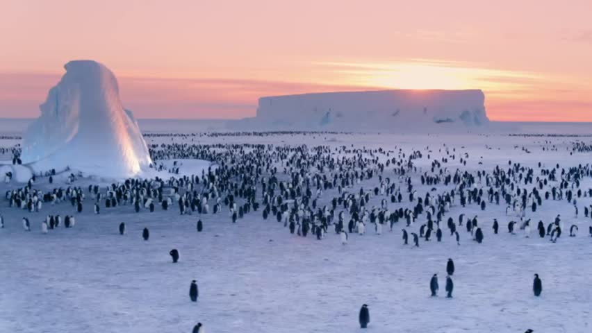 group of emperor penguins together - Powered by Shutterstock - Get 15% off with code: PIKWIZARD15