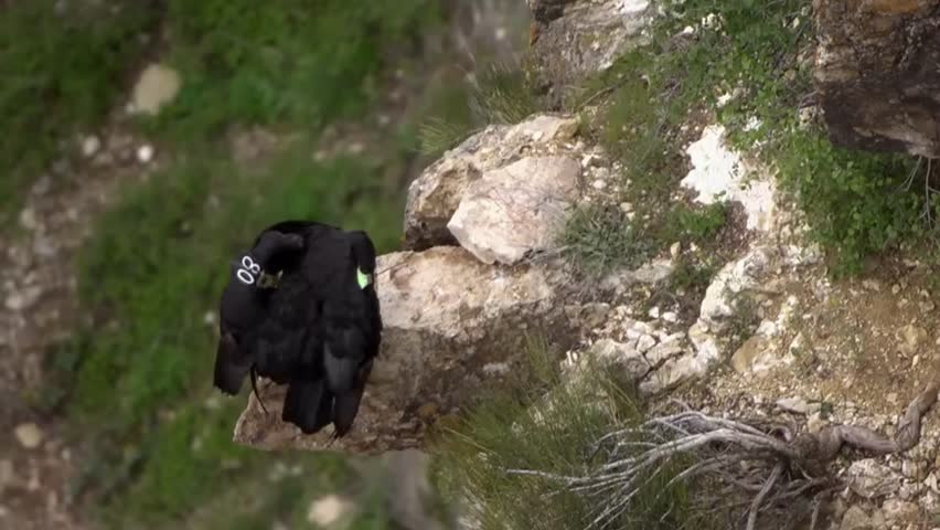 The extremely rare California condor