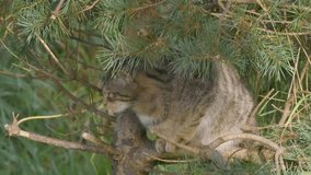 Scottish Wildcat Resting in Fir Tree - Powered by Shutterstock - Get 15% off with code: PIKWIZARD15