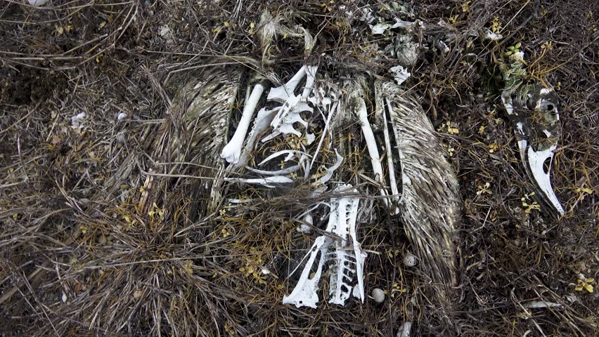 Birds are often represented in nature in the Imagine of skeletons. Duck, sheldrake