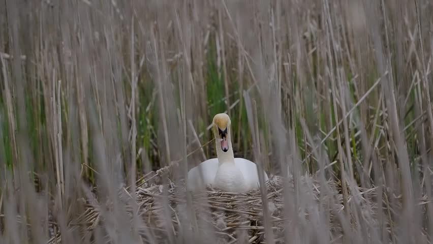 Mute Swan on a Nest