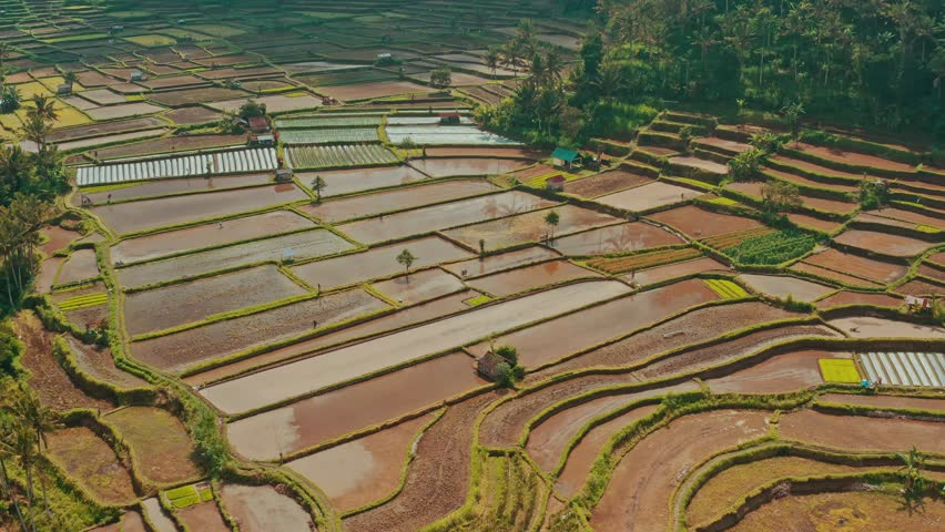 Rice fields in Bali. Amazing landscape above rice terraces. Rice terraces in Bali