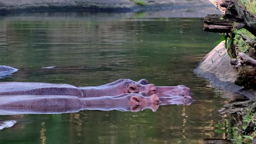 Footage of two hippos submerged in a body of water close to land. The video captures the hippos resting and staying still while in the water and the camera moves to the side.