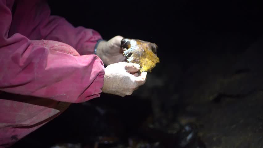 Man examining the skull cap of the extinct giant moa found in a New Zealand cave.