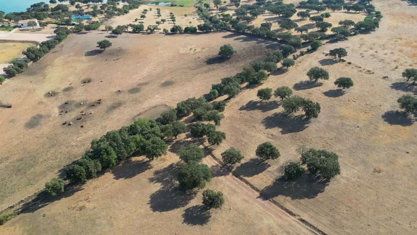 Pasture farmland grass landscape, nature agriculture land aerial drone view