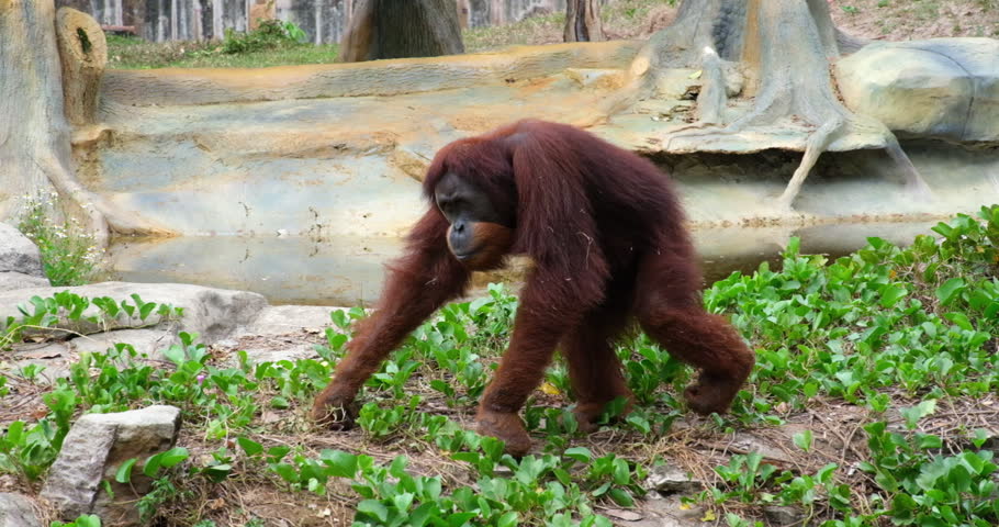 feMale adult Orangutan Sitting On The Grass Under The Shade Of a Tree. Orangutans, great apes, tropical forests