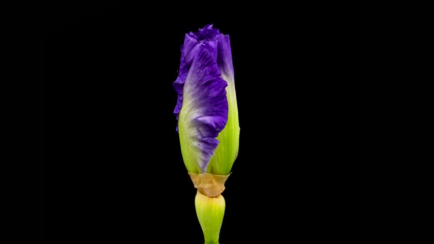 Time-lapse of growing iris flower. Spring flower iris blooming on black background.