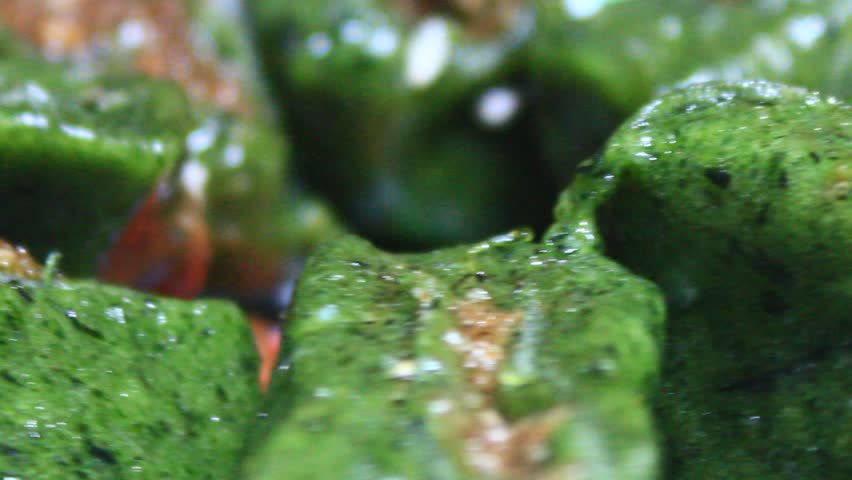 cake made from rice and leaves