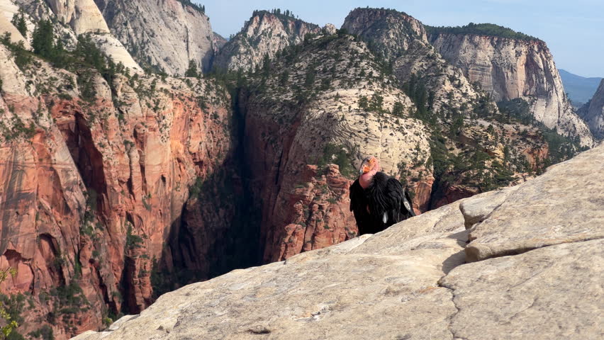 Condor sitting on edge of mountain in Zion National Park 4k.mov