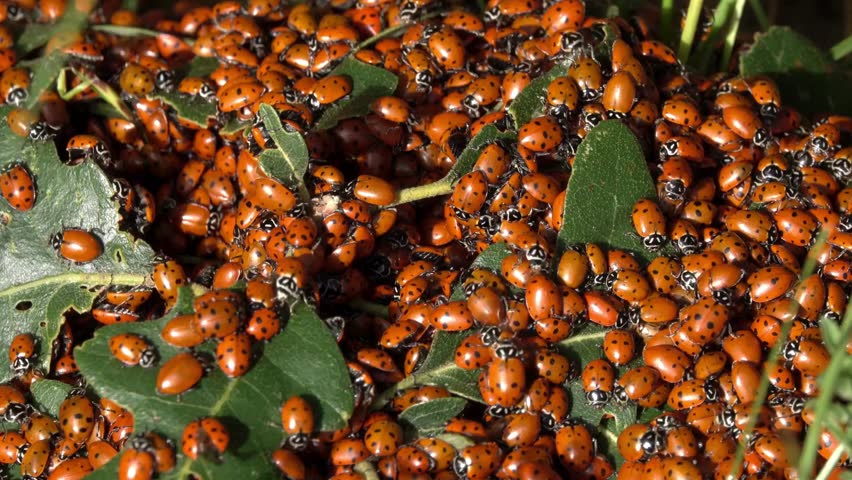 Ladybug close-up, Red ladybug, Ladybug on leaf, crawling,  macro, in nature, Insect on plant,  in garden,  HD footage