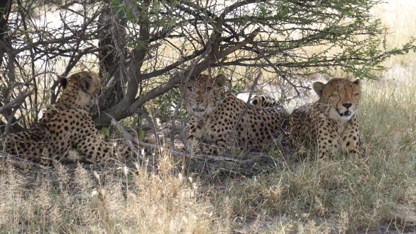 Three cheetahs under a bush at the savannah of the Kalahari Desert in Botswana - Powered by Shutterstock - Get 15% off with code: PIKWIZARD15