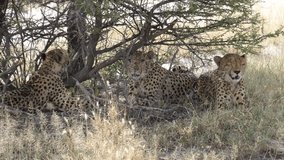 Three cheetahs under a bush at the savannah of the Kalahari Desert in Botswana - Powered by Shutterstock - Get 15% off with code: PIKWIZARD15