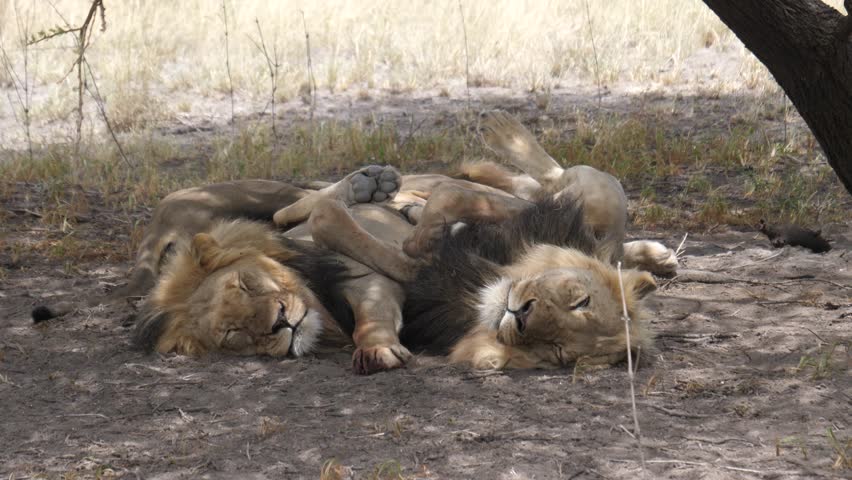 Three male lions layingon top of each other tree at the savannah of the Kalahari Desert in Botswana