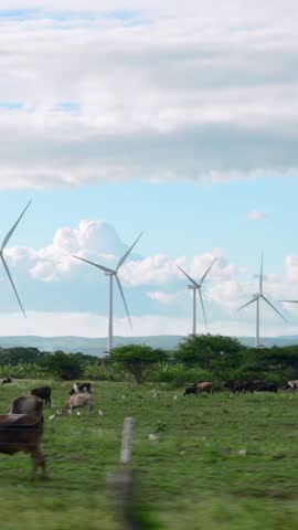Vertical passing by wind farms and green meadows with grazing cows against the background of high mountains. Road trip in a tropical country.