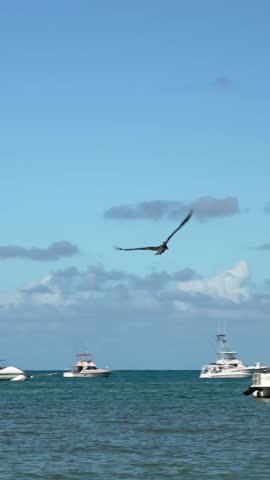 Vertical slow motion of big bird flying against the background of moored yachts and boats. Clear blu sky and calm sea landscape.