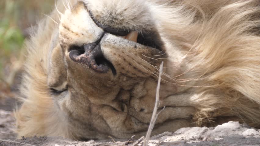Close up from a male lion sleeping at the savannah of the Kalahari Desert in Botswana