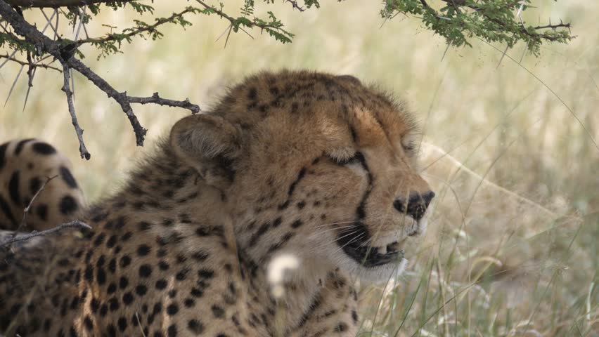 Close up from a cheetah under a bush at the savannah of the Kalahari Desert in Botswana - Powered by Shutterstock - Get 15% off with code: PIKWIZARD15